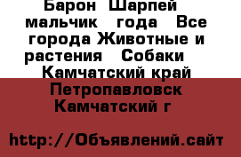 Барон (Шарпей), мальчик 3 года - Все города Животные и растения » Собаки   . Камчатский край,Петропавловск-Камчатский г.